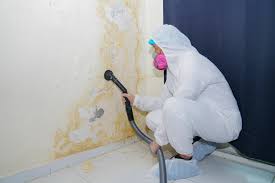 Best Crawl Space Mold Remediation  in Wills Point, TX